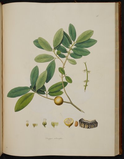 Diospyros melanoxylon、「コロマンデルの海岸の植物」より 作： English School