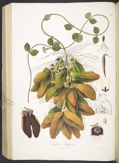 Dischidia Rafflesiana、「Plantæ Asiaticæ Rariores」のプレート 142。 または、選択された数の未発表の東インドの植物の説明と図。 L.P.