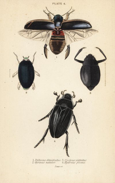 潜水虫、Dytiscus dimidiatus 1、普通の渦巻き虫、Gyrinus natator 2、Cyclous vittatus 3、そして大銀水虫、Hydrophilus piceus 4 作： English School