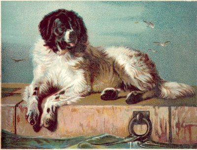 海辺に座る犬（クロモリト） 作： English School