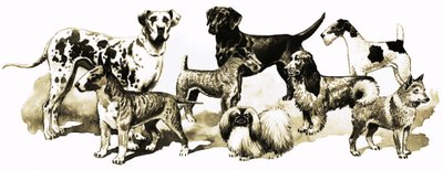 犬 作： English School