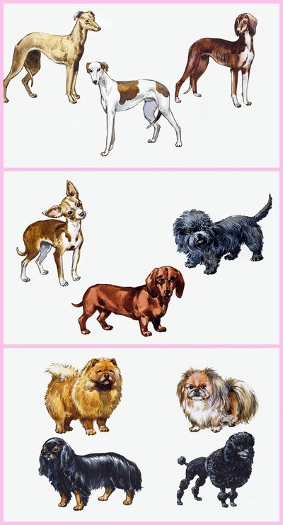 犬のモンタージュ 作： English School