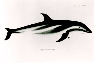 イルカ、チャールズダーウィンによる「HMSビーグルの航海の動物学、1832〜36年」のイラスト（1809〜92年） 作： English School