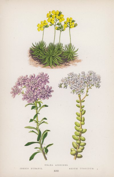 Draba aizoides; Iberis bubanii; Sedum turgidum（カラーリトグラフ） 作： English School