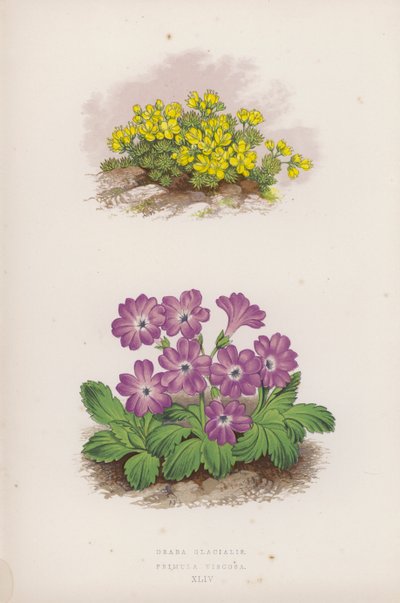 Draba Glacialis; Primula Viscosa (カラーリソ) 作： English School