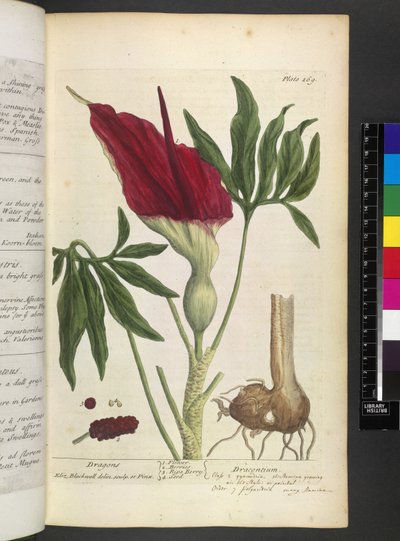 ドラコンチウム、エリザベス・ブラックウェルの「A Curious Herbal...」より 作： English School