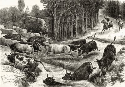 ハワードウィロビー著「オーストラリアの写真」より1880年頃、オーストラリアの運転牛、1886年ロンドン宗教協会発行 作： English School