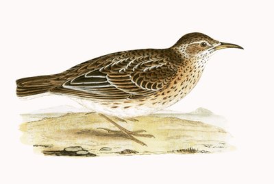 デュポンのひばり、チャールズロバートブリー（1811-86）による「イギリスの島々では観察されないヨーロッパの鳥の歴史」の図解、1867年発行 作： English School