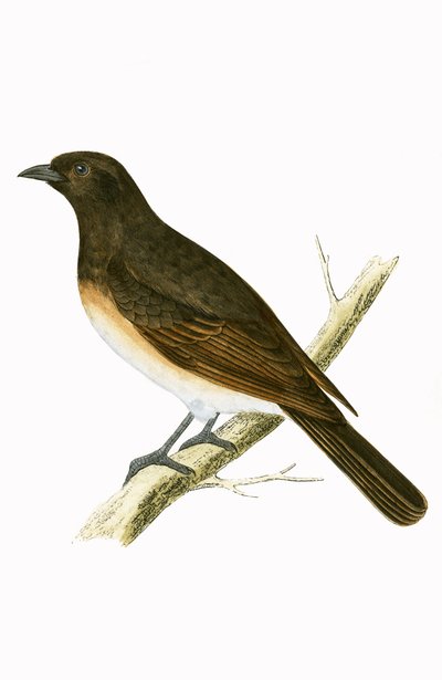 薄暗いイクソス、チャールズロバートブリー（1811-86）による「イギリスの島々では観察されないヨーロッパの鳥の歴史」からのイラスト、1867年公開 作： English School
