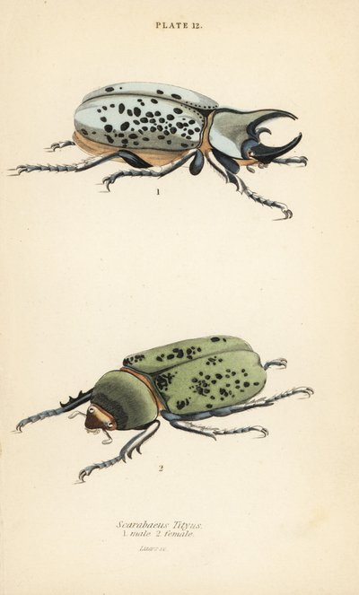 イースタンヘラクレスオオカブト、Dynastes tityus、オス1、メス2 作： English School