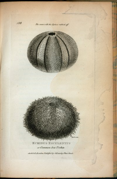 ジョージ・ショーの「1806年と1807年に英国王立研究所で行われた動物学の講義」から、背骨を削ったもの。 作： English School