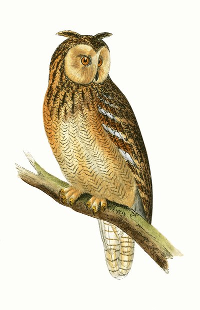 エジプトのミミズク、チャールズロバートブリー（1811-86）による「イギリス諸島では観察されないヨーロッパの鳥の歴史」のイラスト、1867年公開 作： English School