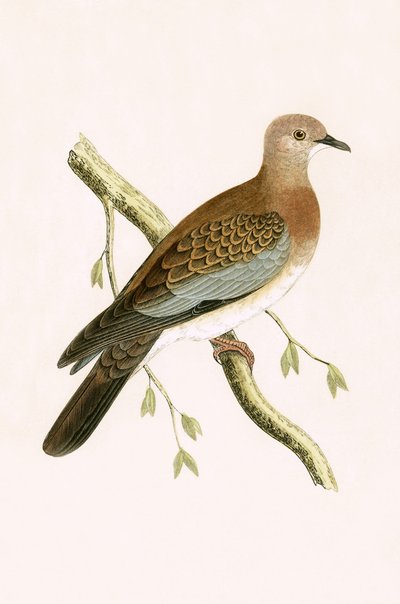 エジプトのカメ鳩、チャールズロバートブリー（1811-86）による「イギリスの島々では観察されないヨーロッパの鳥の歴史」のイラスト、1867年公開 作： English School