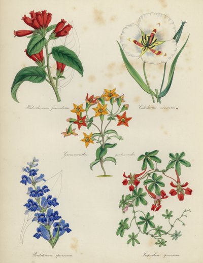 イングリッシュフラワーガーデン、Habrothamnus dorsalis Stylocline優雅なGrammantes gentianoides、Pentstemon壮大で美しいTropseolum 作： English School