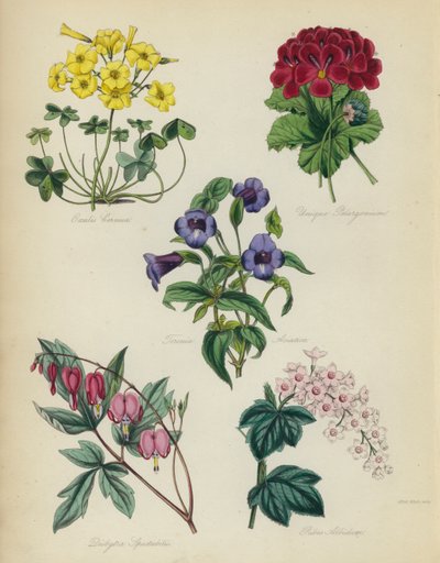 イングリッシュフラワーガーデン：Oxalis seeはユニークなPelargonium、Torenia asiatica、Dielytra Alocasia、Ribes Albidum 作： English School