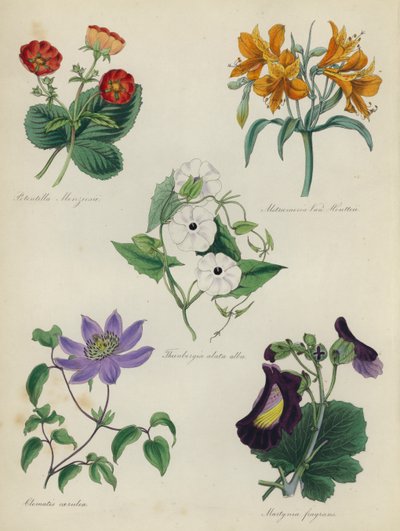 イングリッシュフラワーガーデン：Potentilla Menziesii、Alstraemeria Van Houtteii、Thunbergia alata alba、Clematis caerulea、Martynia fragrans 作： English School