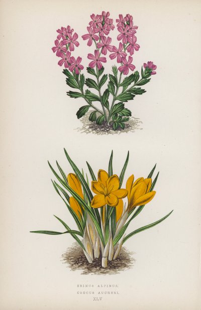 Erinus alpinus; Crocus Aucheri（カラーリトグラフ） 作： English School