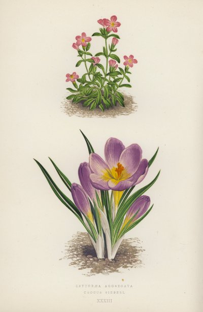 Erythraea Aggregata; Crocus Sieberi（カラーリトグラフ） 作： English School