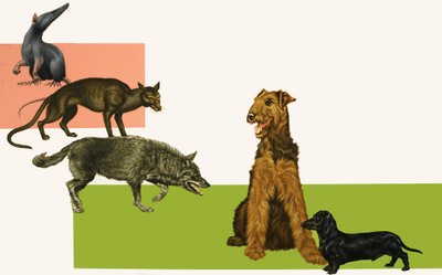 犬の進化。 作： English School