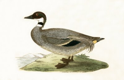 チャールズロバートブリー（1811-86）による「イギリス諸島では観察されなかったヨーロッパの鳥の歴史」からのイラスト、1867年に出版された青緑色のティール 作： English School