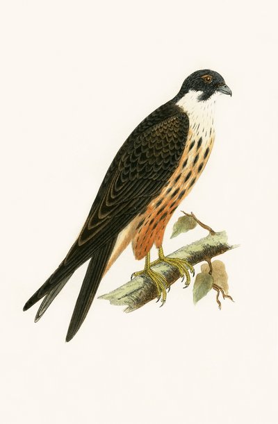 チャールズロバートブリー（1811-86）による「イギリス諸島では観察されなかったヨーロッパの鳥の歴史」のイラスト、ファルコエレオノーレ、1867年発行 作： English School