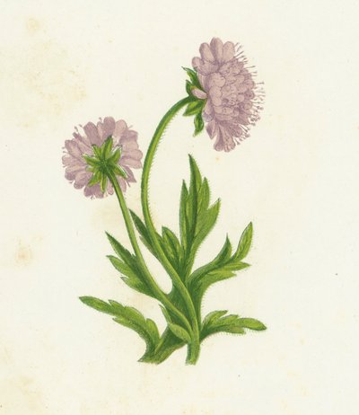 フィールドKnautia、Knautia Arvensis 作： English School