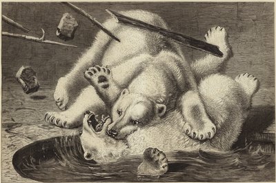 2つのホッキョクグマの間で戦います 作： English School