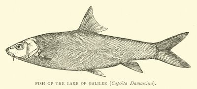 ガリラヤ湖の魚、Capoeta Damascina 作： English School