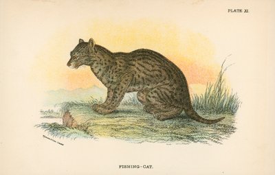 釣り猫 作： English School