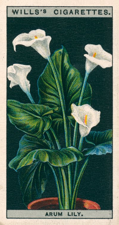 鉢植えでの花の栽培アルムリリーまたはリチャレア（クロモリソウ） 作： English School