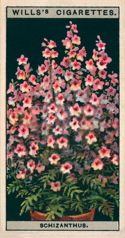 鉢植えでの花の栽培スキザンサスまたはバタフライフラワー（クロモリソウ） 作： English School