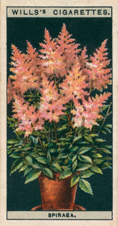 鉢での花栽培スピレア（クロモリソウ） 作： English School