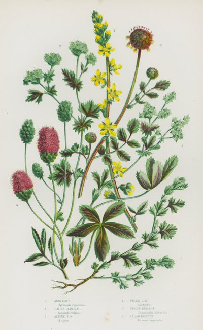 Flowering Plants of Great Britain:アグリモニー、レディーズ・マントル、アルパイン・レディーズ・マントル、フィールド・レディーズ・マントル、グレート・バーネット、サラダ・バーネット(カラーリトグラフ) 作： English School