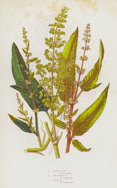 イギリスの開花植物：アルパインドック、レッドベインドック、シャープドック（カラーリトグラフ） 作： English School