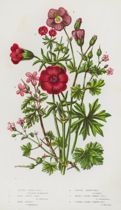 イギリスの開花植物：ブラッディ・クレインズ・ビル、ウッド・クレインズ・ビル、ハーブ・ボバート、シャイニング・クレインズ・ビル、ラウンド・リーブド・クレインズ・ビル、ギザギザ・リーブド・クレインズ・ビル（カラーリトグラフ） 作： English School
