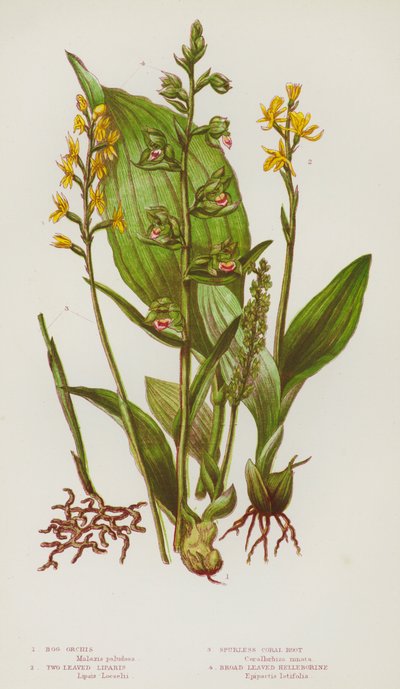 Flowering Plants of Great Britain:Bog Orchis, Two Leaved Liparis, Spurless Coral Root, Broad Leaved Helleborine (カラーリトグラフ) 作： English School