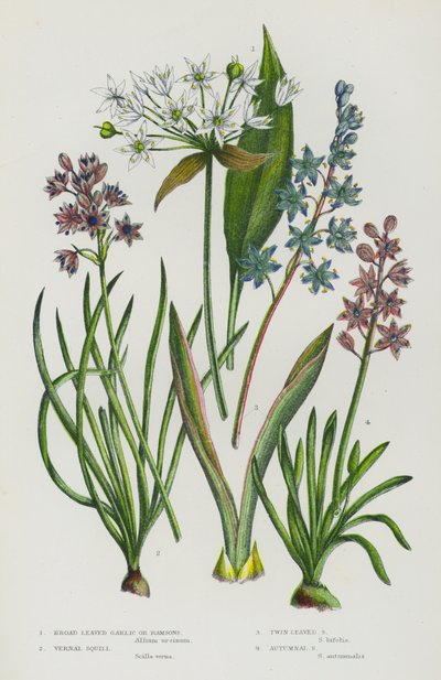 グレートブリテンの開花植物。Broad Leaved Garlic or Ramsons, Vernal Squill, Twin Leaved Squill, Autumnal Squill (colour litho) 作： English School