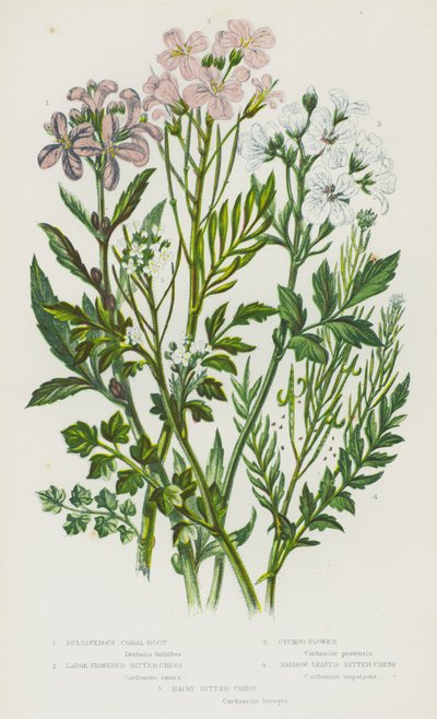 Flowering Plants of Great Britain:球根植物のコーラル・ルート、大輪のビター・クレス、カッコウ・フラワー、ナロー・リーブド・ビター・クレス、ヘアー・ビター・クレス（カラーリトグラフ版 作： English School