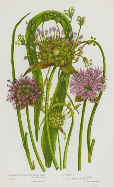 Flowering Plants of Great Britain:Bulbiferous Great Round Headed Garlic, Chive Garlic, Crow Garlic, Small Round Headed Garlic (color litho) 作： English School