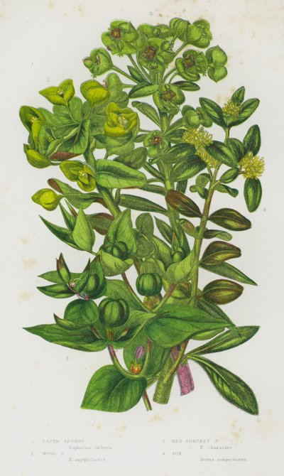 グレートブリテンの開花植物。ケッパー・スパージ、ウッド・スパージ、レッド・シュラブ・スパージ、ボックス（カラーリトグラフ版 作： English School