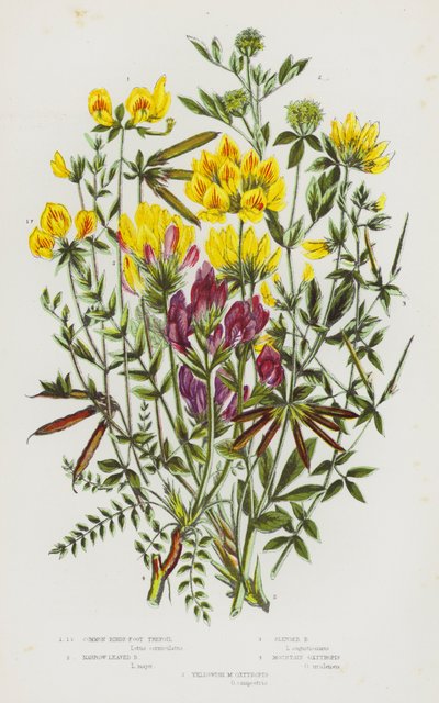 イギリスの顕花植物。Common Bird