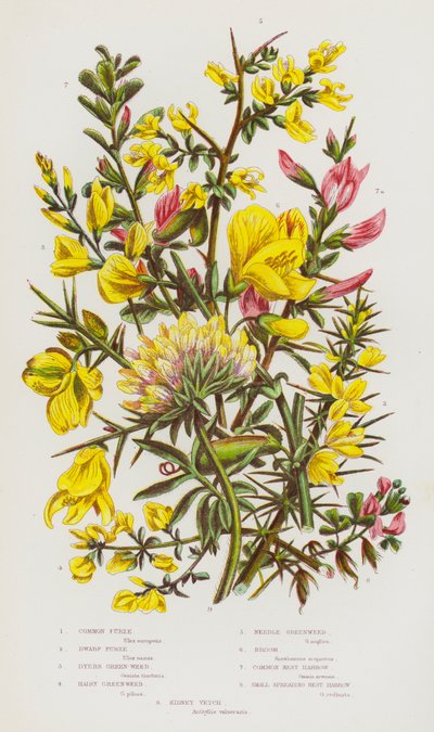 イギリスの開花植物：コモンファーズ、ドワーフファーズ、ダイアーズグリーンウィード、ヘアリーグリーンウィード、ニードルグリーンウィード、ブルーム、コモンレストハロー、スモールスプレッドレストハロー、キドニーベッチ（カラーリトグラフ） 作： English School