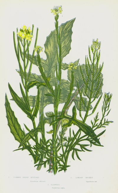 イギリスの開花植物：コモンヘッジマスタード、ロンドンロケット、フリクスウィード（カラーリトグラフ） 作： English School