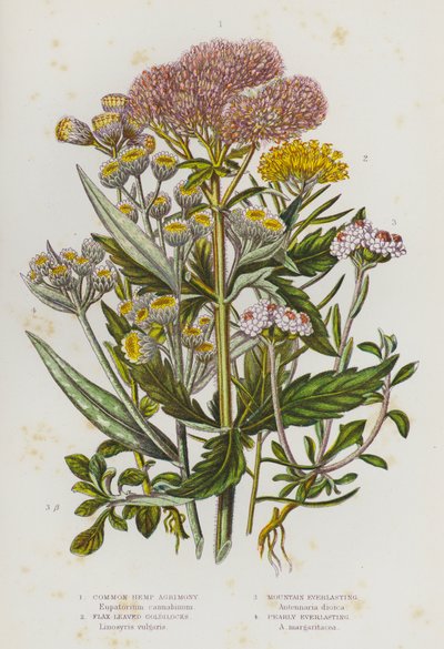 Flowering Plants of Great Britain:コモン・ヘンプ・アグリモニー、フラックス・リブド・ゴルディロックス、マウンテン・エバーラスティング、パーリー・エバーラスティング（カラーリトグラフ版 作： English School