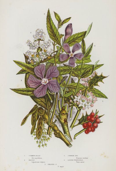 グレートブリテンの開花植物。ホリー、プリベット、トネリコ、ツルニチニチソウ、ツルニチニチソウ（カラーリトグラフ版 作： English School