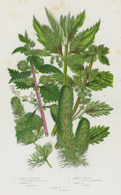 グレートブリテン島の開花植物。Common Hornwort, Unarmed Hornwort, Roman Nettle, Small Nettle, Great Nettle (カラーリトグラフ) 作： English School