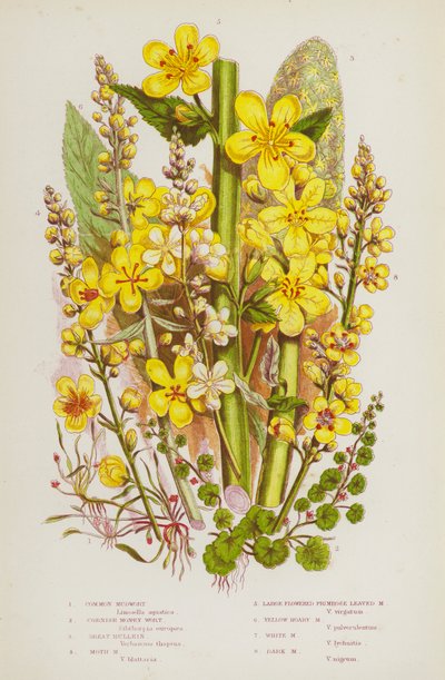 グレートブリテン島の顕花植物。Common Mudwort, Cornish Money Wort, Great Mullein, Moth Mudwort, Large Flowered Primrose Leaved Mudwort, Yellow Hoary Mudwort, White Mudwort, Dark Mudwort (カラーリトグラフ) 作： English School