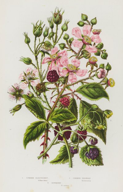 イギリスの開花植物：コモンラズベリー、コモンブランブル、デューベリー（カラーリトグラフ） 作： English School