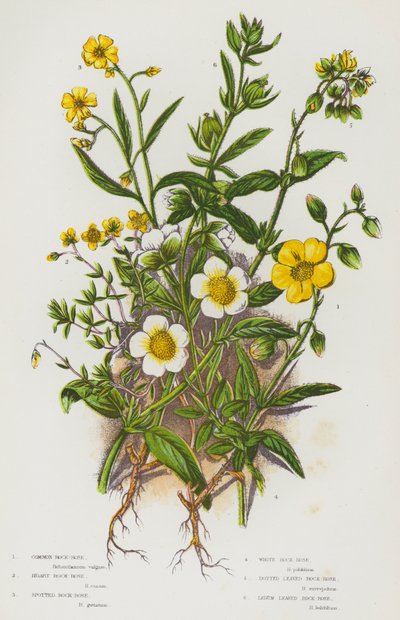 Flowering Plants of Great Britain:コモン・ロックローズ、ホーリー・ロックローズ、スポッテッド・ロックローズ、ホワイト・ロックローズ、ドット・リーヴド・ロックローズ、レダム・リーヴド・ロックローズ（カラーリトグラフ版 作： English School