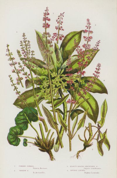 イギリスの開花植物：Common Sorrel, Sheep